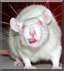 Ian the Albino Rat