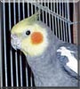 Max the Cockatiel