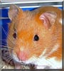 Bella the Teddy Bear Hamster