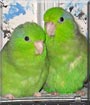 Jackie, Joey the Parrotlets