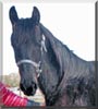 Velvet the Friesian Horse