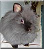 Mario the Lionhead rabbit