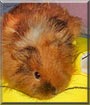 Buffy the Guinea Pig