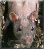 Dante the Berkshire Fuzzy Rat
