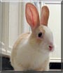 Honey the Rabbit