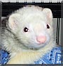 Lily the Ferret
