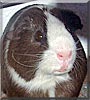 Kevin the Guinea Pig