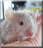 Popcorn the Fancy Mouse