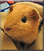 Golden Rocket the Guinea Pig