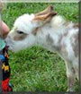 Apache Brave the Miniature donkey