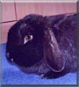 Balthazar the Lop Rabbit