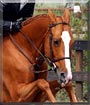 Belle the Welsh pony