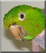 Toffutti the White Eyed Conure