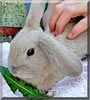 Honey the Dwarf Lop