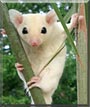 Isa the Sugar Gliders