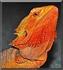 Amaya the Bearded Dragon