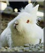 Nala the Lionhead Rabbit
