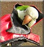 Waddles the Quaker Parrot