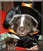 Thundyr the Mahogany Skunk