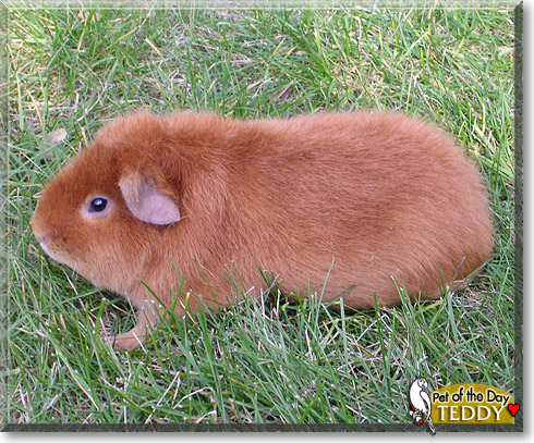 Teddy, the Pet of the Day