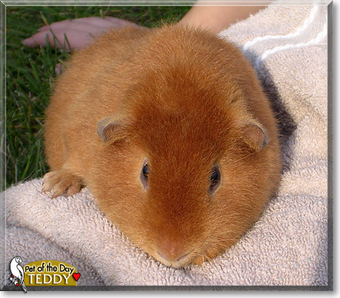 Teddy, the Pet of the Day