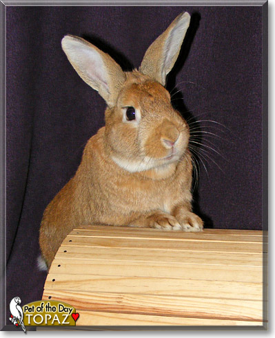 Topaz, the Pet of the Day