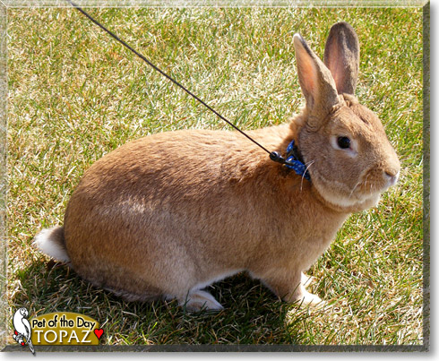 Topaz, the Pet of the Day