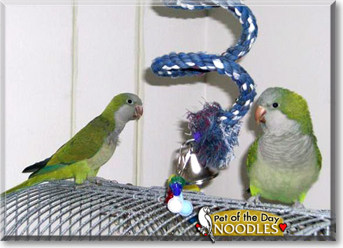 nOOdles, the Pet of the Day nOOdles, the Pet of the Day