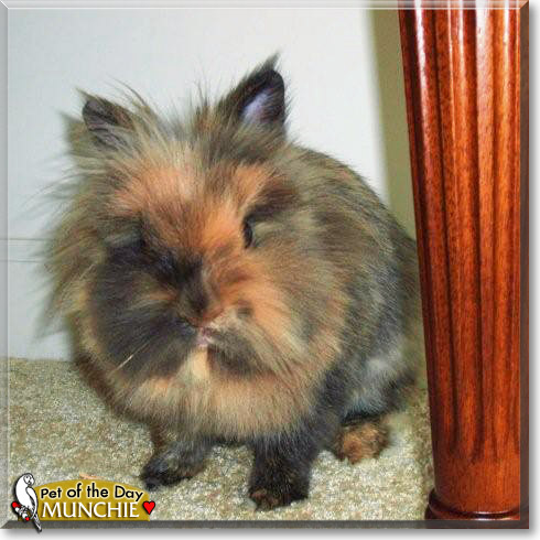 Munchie, the Pet of the Day Munchie, the Pet of the Day