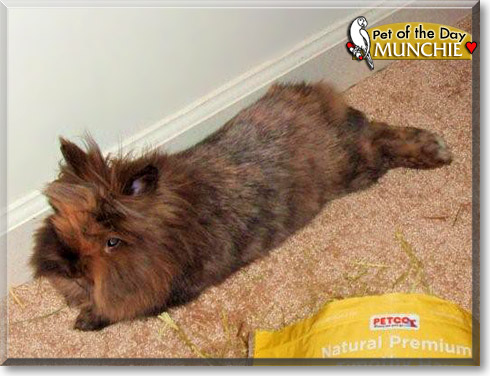 Munchie, the Pet of the Day Munchie, the Pet of the Day