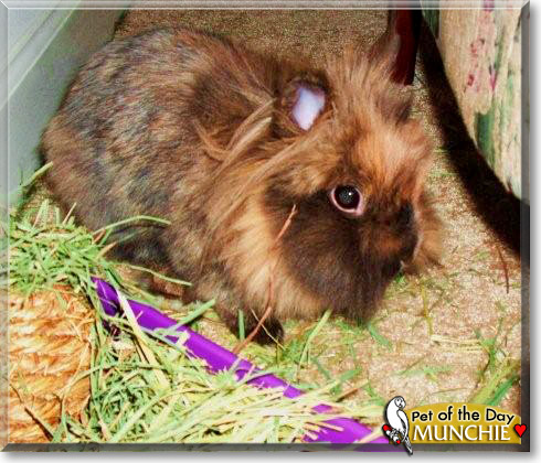 Munchie, the Pet of the Day Munchie, the Pet of the Day