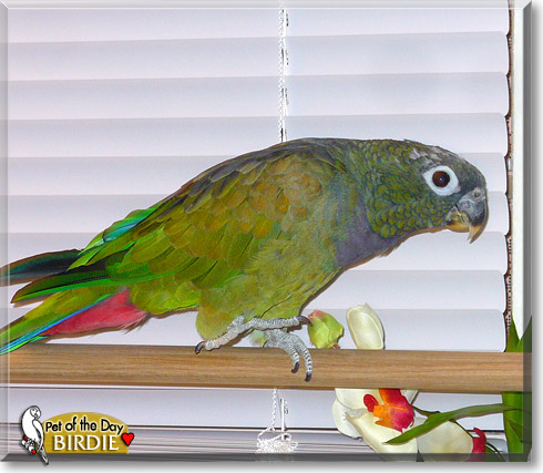 Birdie, the Pet of the Day