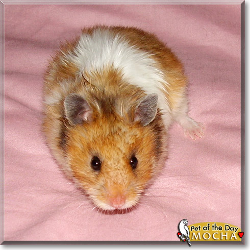 Mocha, the Pet of the Day Mocha, the Pet of the Day