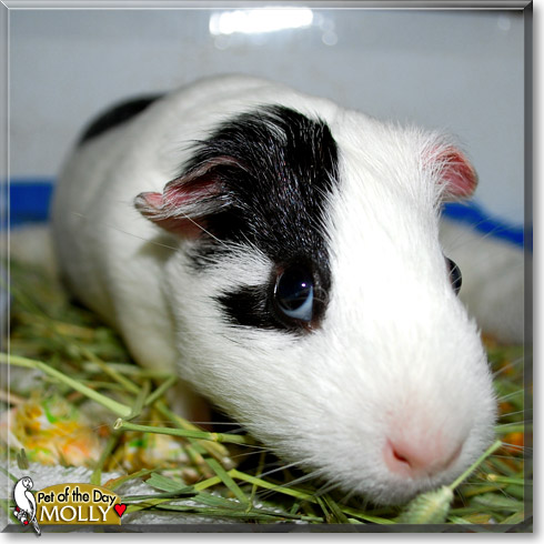 Molly, the Pet of the Day