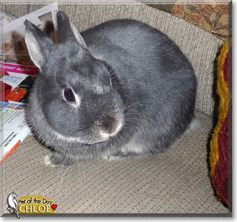 Chloe, the Pet of the Day