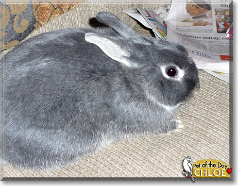 Chloe, the Pet of the Day