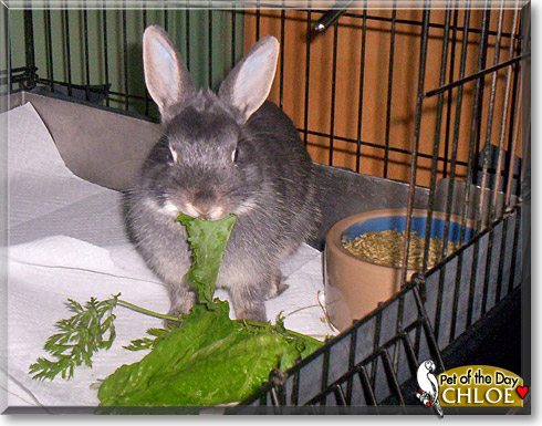 Chloe, the Pet of the Day