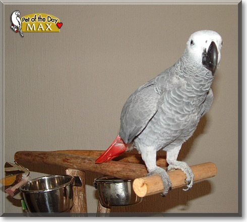 Max, the Pet of the Day