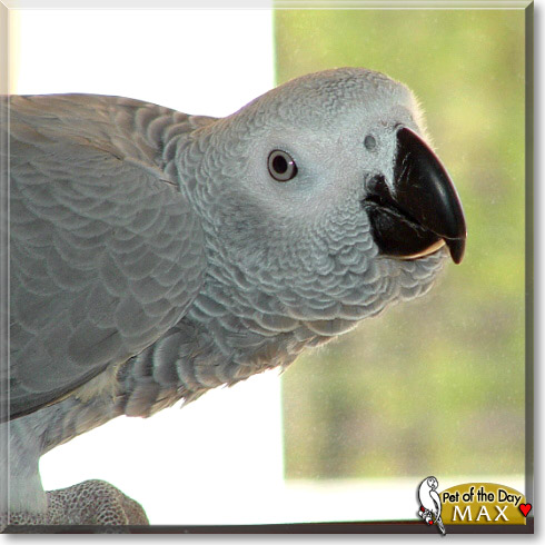 Max, the Pet of the Day