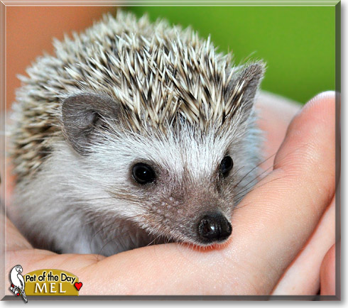 Mel, the Pet of the Day Mel, the Pet of the Day