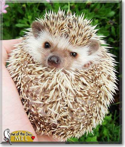 Mel, the Pet of the Day Mel, the Pet of the Day