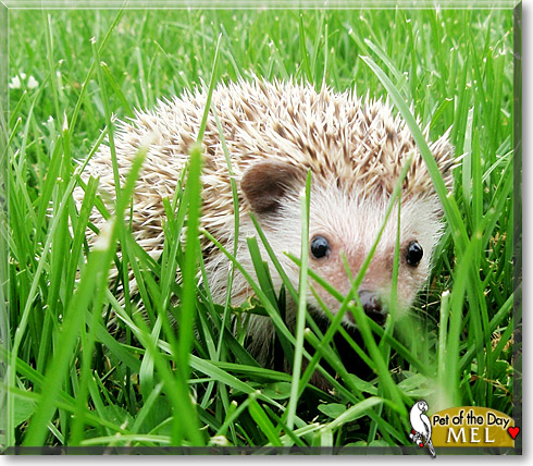 Mel, the Pet of the Day Mel, the Pet of the Day
