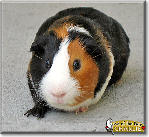 Charlie, the Pet of the Day Charlie, the Pet of the Day