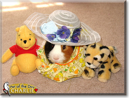 Charlie, the Pet of the Day Charlie, the Pet of the Day