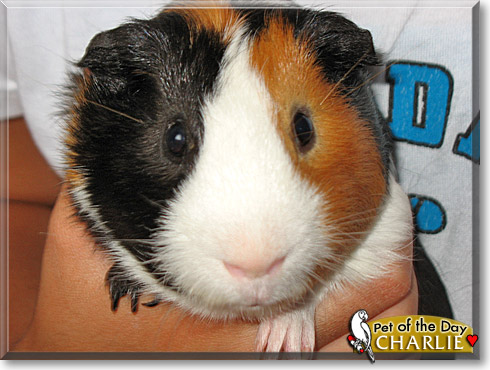 Charlie, the Pet of the Day Charlie, the Pet of the Day