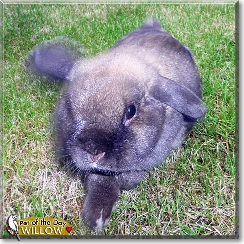 Willow, the Pet of the Day Willow, the Pet of the Day