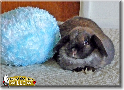 Willow, the Pet of the Day Willow, the Pet of the Day