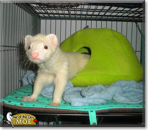 Moe, the Pet of the Day Moe, the Pet of the Day