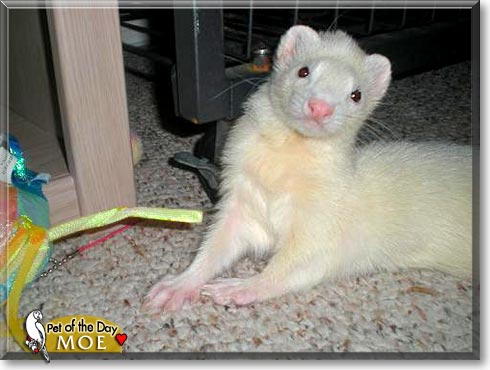 Moe, the Pet of the Day Moe, the Pet of the Day