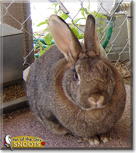 Snoots, the Pet of the Day Snoots, the Pet of the Day